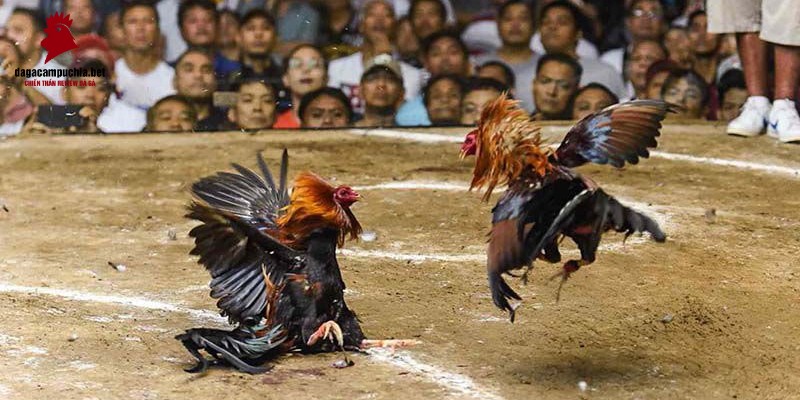 Hướng dẫn đăng ký và đăng nhập vào Hay88 - Hay88