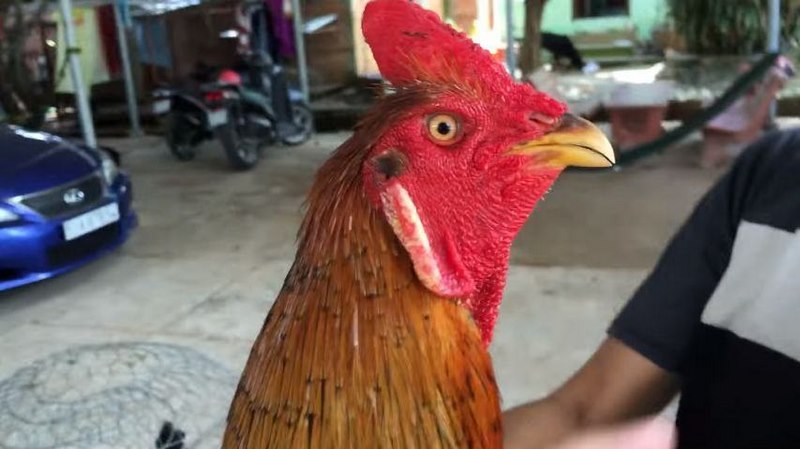 Lý do nên chọn Jdb777 làm nền tảng cá cược của bạn - Jdb777